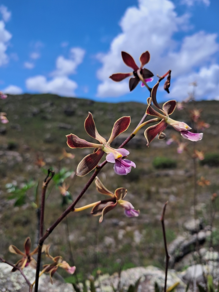 Encyclia duveenii Pabst 2