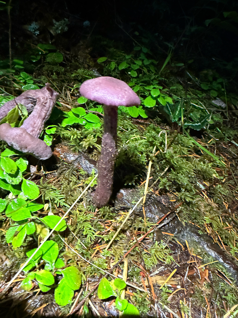 Laccaria amethysteo-occidentalis · November 2025 · photo: © jjfeiler (iNaturalist, cc-by)