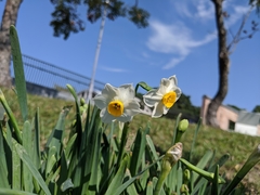 Narcissus tazetta chinensis