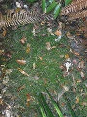 Isolepis reticularis