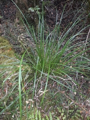 Carex lessoniana