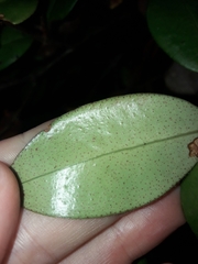 Metrosideros albiflora