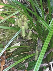 Carex lessoniana