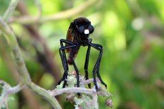 Archilestris magnificus