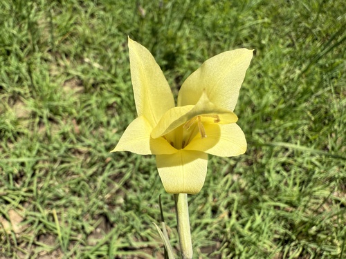 Dragon's-head Lily