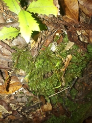 Mniodendron colensoi