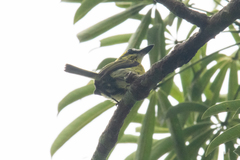 Todirostrum chrysocrotaphum