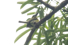 Todirostrum chrysocrotaphum