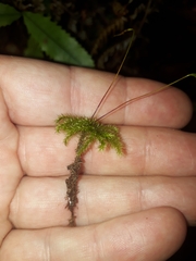 Mniodendron colensoi