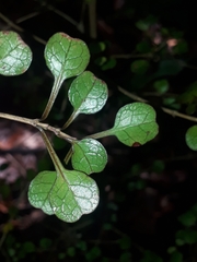 Coprosma spathulata