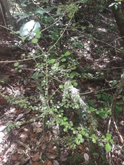 Coprosma spathulata