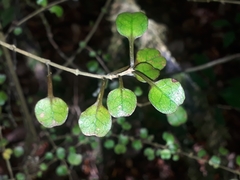 Coprosma spathulata