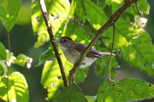 Rufous-crowned Babbler (Malacopteron magnum), photo 6