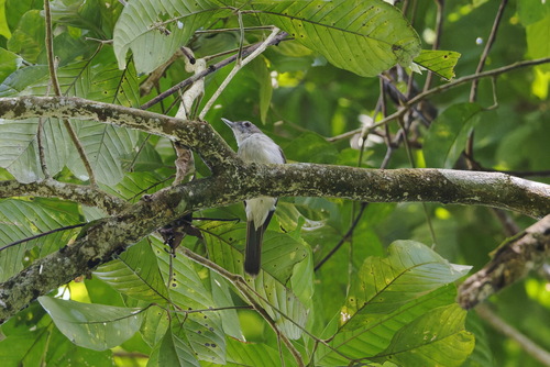 Moustached Babbler (Malacopteron magnirostre), photo 9