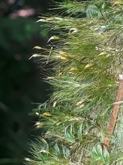 Dicranoloma menziesii