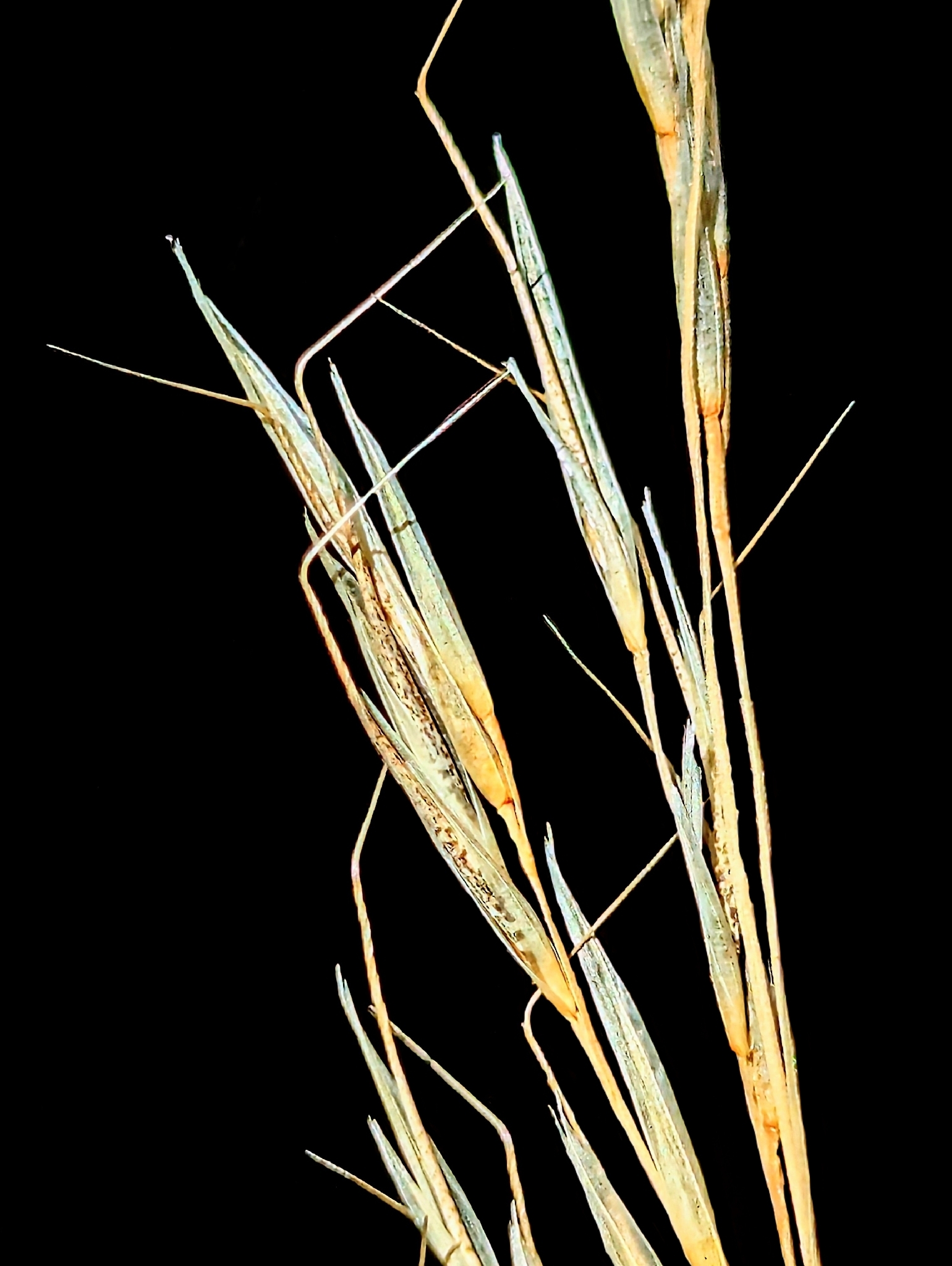 Aristida schiedeana