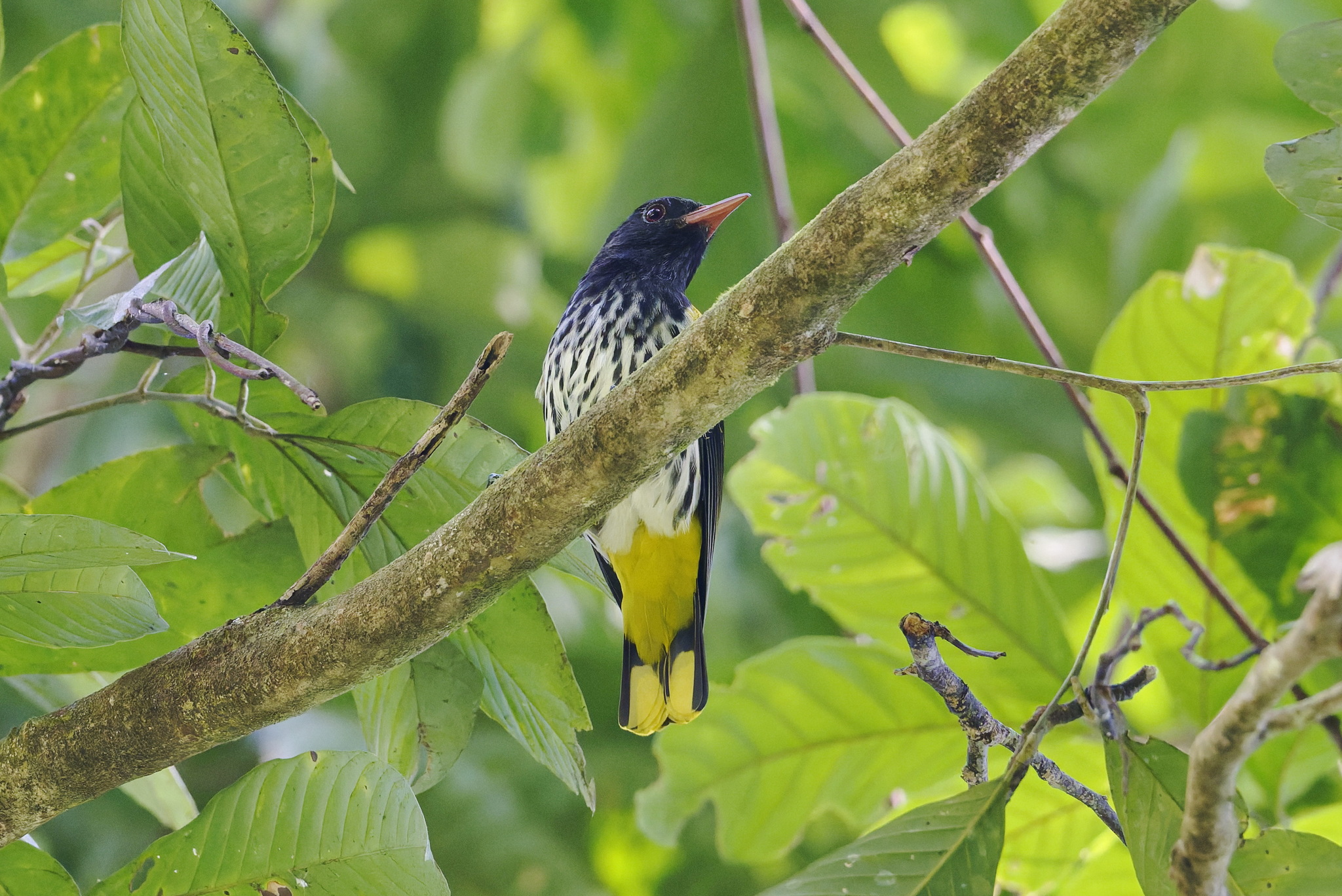 Ventriloquial Oriole (Oriolus consobrinus), photo 10