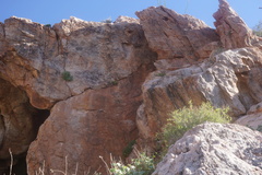 Perityle leptoglossa