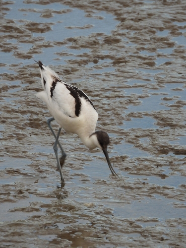 Avoceta común (Recurvirostra avosetta)