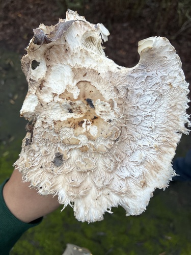 iNaturalist observation photo of Chlorophyllum sect. Rhacodium