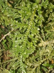 Camptochaete arbuscula