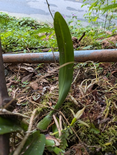 Maxillaria cucullata, photograph 1