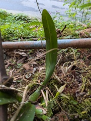 (c) Zac Peterson, some rights reserved (CC BY) Maxillaria cucullata, photograph (c) Zac Peterson, some rights reserved (CC BY)