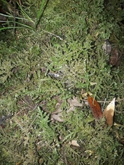 Camptochaete arbuscula