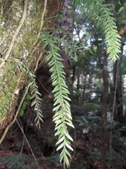 Tmesipteris sigmatifolia
