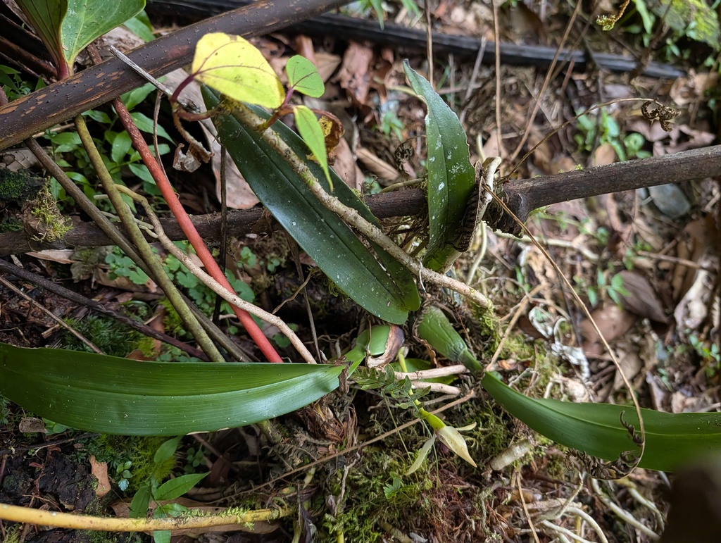 Maxillaria cucullata