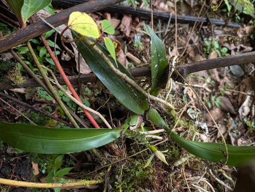 cowl-carrying maxillaria (Maxillaria cucullata)