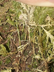 Camptochaete arbuscula