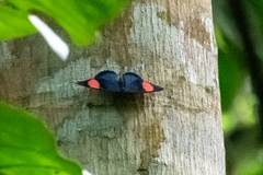 Batesia hypochlora