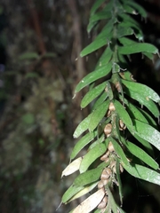 Tmesipteris sigmatifolia