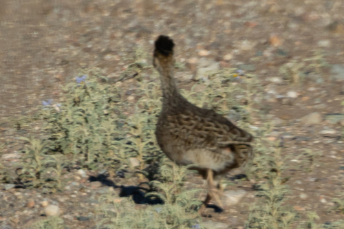 Brushland Tinamou (Nothoprocta cinerascens), photo 6
