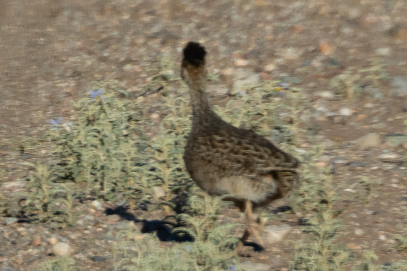 Brushland Tinamou (Nothoprocta cinerascens), photo 8