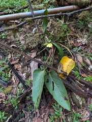 (c) Zac Peterson, some rights reserved (CC BY) Maxillaria cucullata, photograph (c) Zac Peterson, some rights reserved (CC BY)