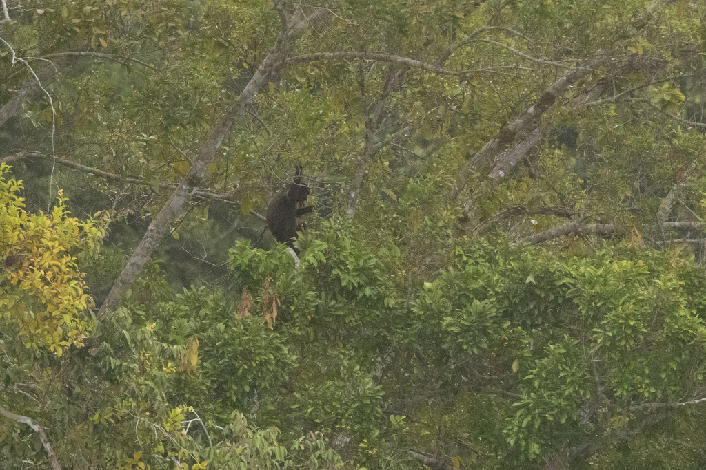 Pig-tailed Snub-nosed Langur