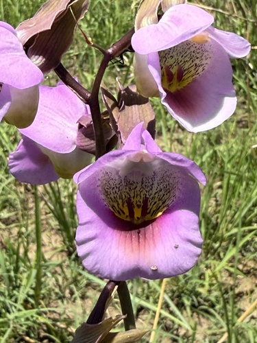 Hooded Harlequin