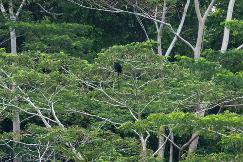 Siberut Langur