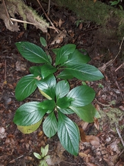 Lobelia physaloides
