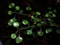 Coprosma spathulata