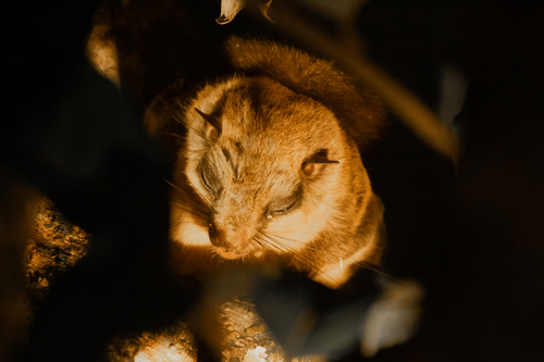 Sipora Flying Squirrel