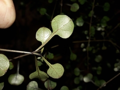 Coprosma spathulata