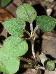 Nertera dichondrifolia