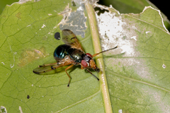 Lamprogaster imperialis