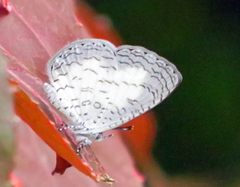 Spalgis lemolea lemolea