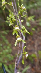 Eulophia calcarata image