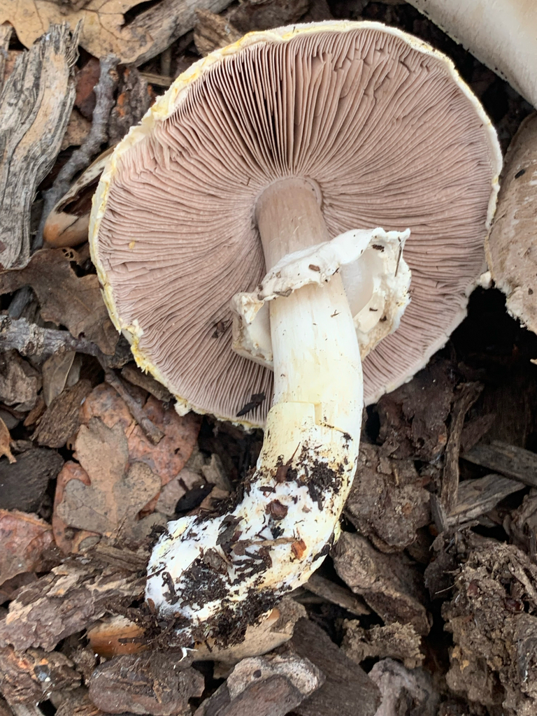 Agaricus xanthodermus · December 2025 · photo: © kristy218 (iNaturalist, CC)