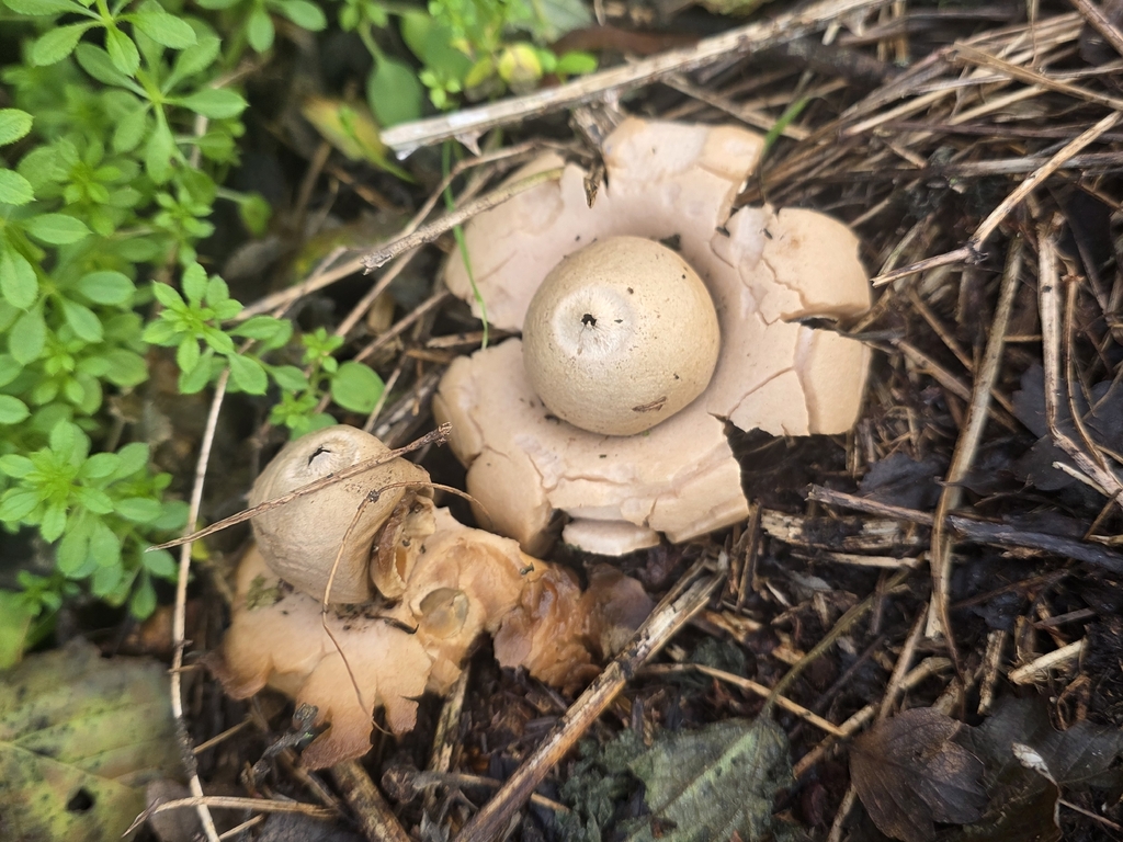 Geastrum michelianum · December 2025 · photo: © tsunami--- (iNaturalist, cc-by)
